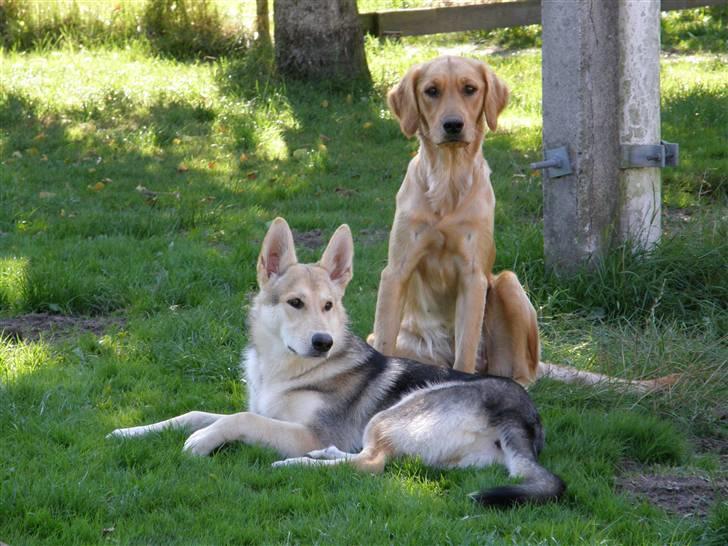 Golden retriever Sif - Sif & Shiva billede 5