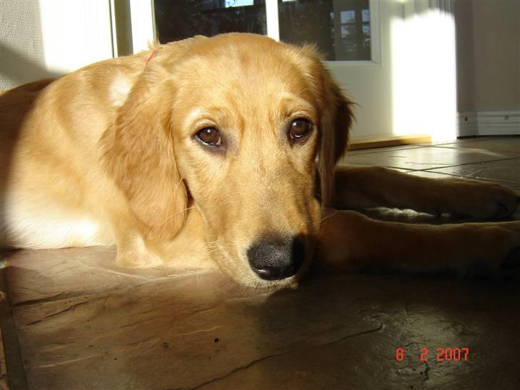 Golden retriever Sif - Smukke billede 6