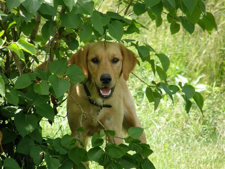 Golden retriever Sif - "Gemmer mig lige bag busken" billede 7