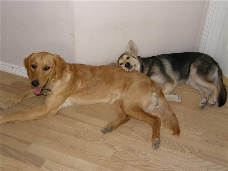 Golden retriever Sif - Sif & Shiva billede 8