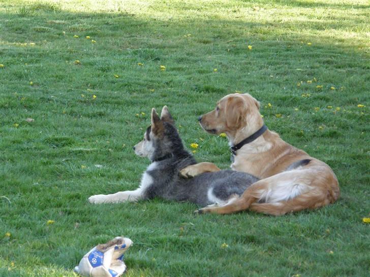 Golden retriever Sif - Hygge billede 9