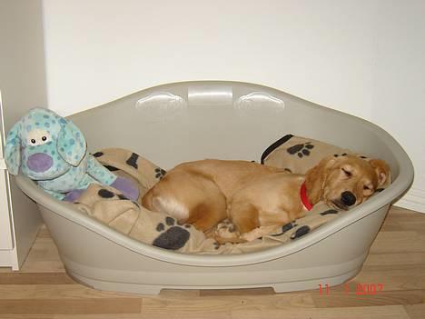 Golden retriever Sif - ZzZZzzzZzzzz billede 10