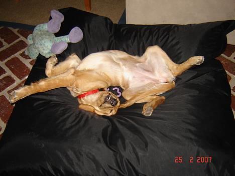 Golden retriever Sif - Ja sådan kan man jo oz ligge og sove... ;o) billede 11