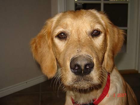 Golden retriever Sif - "MIG?? Jeg har da slet ikke gravet i haven, kunne jeg da ikke finde på.." Hehe billede 12