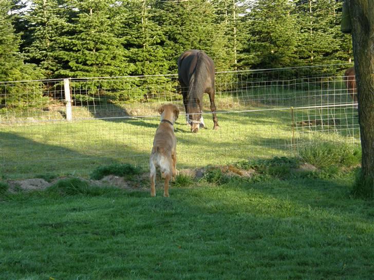 Golden retriever Sif - Holder lige øje med hestene billede 13