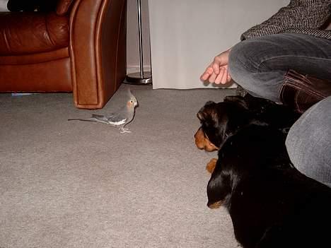 Tysk jagtterrier Balto (død) - Den fugl Balto leger med heder Trille og er en nymfeparakit billede 18