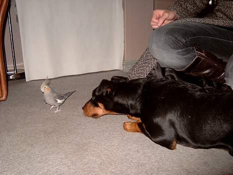 Tysk jagtterrier Balto (død) - Den fugl Balto leger med heder Trille og er en nymfeparakit billede 19