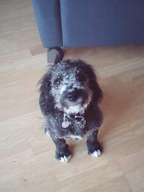 Blanding af racer Zulu - "Snehunden"- Zulu billede 1