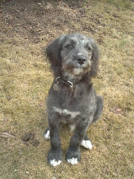 Blanding af racer Zulu - Ta så det billed.... billede 2