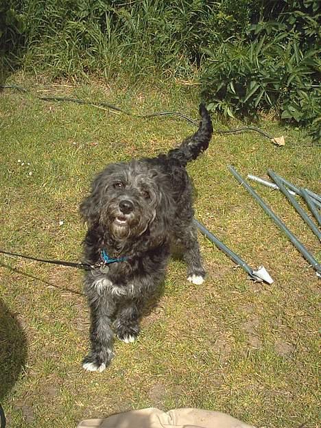 Blanding af racer Zulu - Zulu på hans første campingtur billede 3