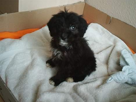 Blanding af racer Zulu - Zulu 8 uger gammel:-) billede 4