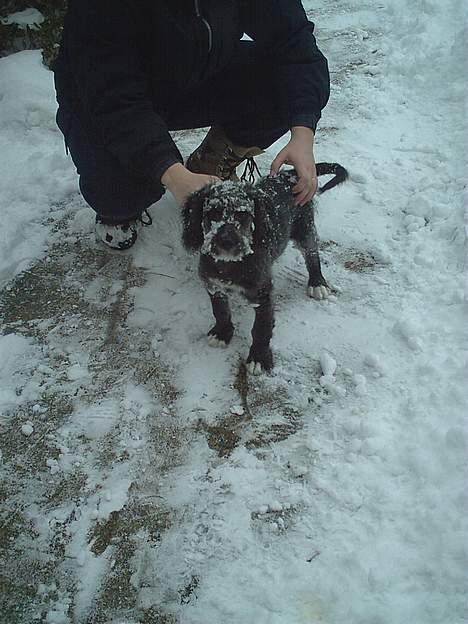 Blanding af racer Zulu billede 5