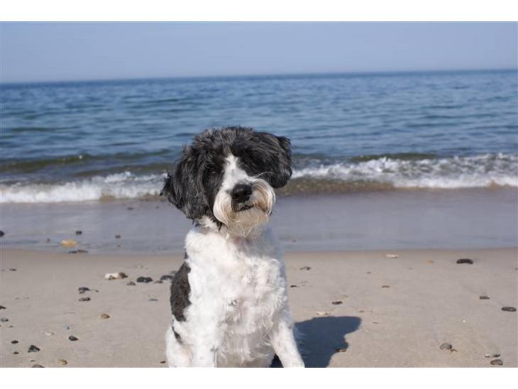 Blanding af racer Chewie  - Chewie ved Havet billede 1