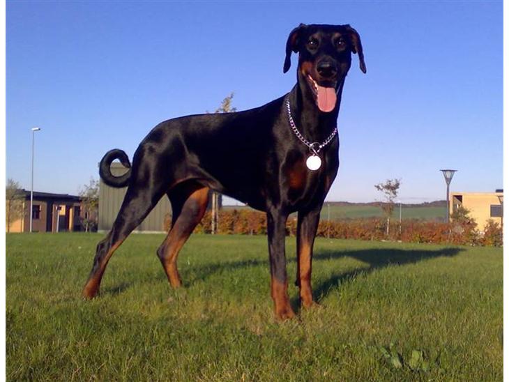 Dobermann Jotunheim´s Drome "Diser" billede 1