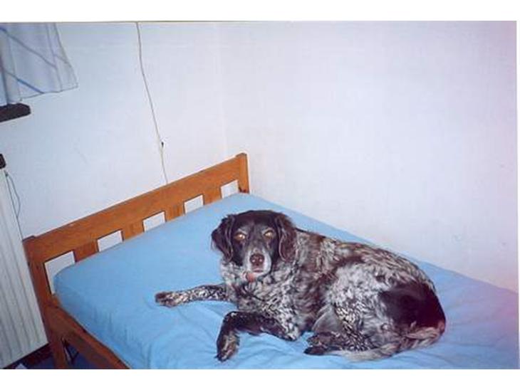 {{currentPhoto.altText}} billede {{currentPhoto.number}}