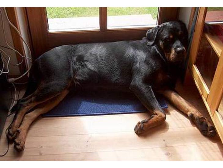 Rottweiler Mikki <'''3 - Så er vi SIKKER på MIkkI er her <´´´3 billede 1