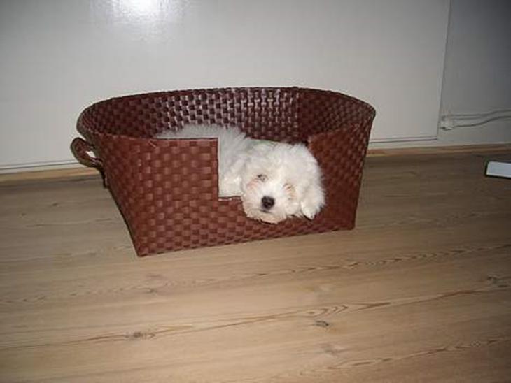 Coton de tulear Oscar - Oscar i sin kurv billede 1