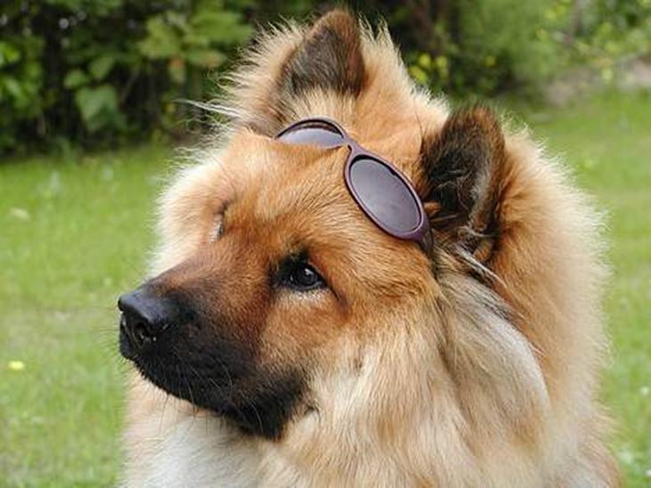 Eurasier Nemo (Beebob) R.I.P. - Hey hey smukke!! Klø mig lige lidt var! billede 1