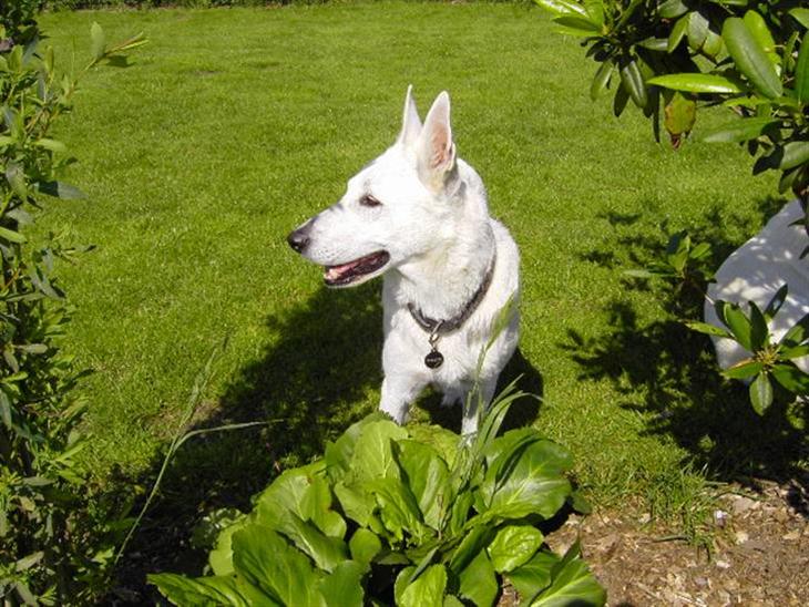 Hvid schæfer Tinka`s Laika - Jeg hedder Laika.jeg er blevet mor, men nu er de rejst. billede 1