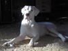 Dogo argentino Tyson