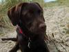 Labrador retriever Ronja