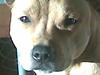 Staffordshire bull terrier Chianti