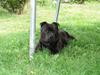 Staffordshire bull terrier Don Trigger