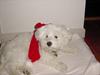 Coton de tulear louie