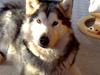 Alaskan malamute Tkaya