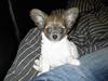 Chihuahua Chiqo