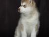 Alaskan malamute eagleeyed love over gold