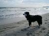 Border collie Freja