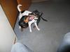 Dansk svensk gaardhund Cille og Tinka