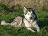 Alaskan malamute Qilak R.I.P