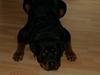 Rottweiler Brotus R.I.P
