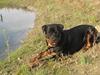 Rottweiler Nero