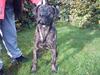 Dogo canario Shanco