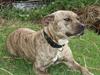 Amerikansk staffordshire terrier Theia