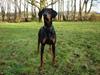 Dobermann Sille R.I.P  22-07-2008