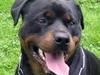 Rottweiler Daim