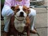 Staffordshire bull terrier Chili