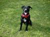 Amerikansk staffordshire terrier Felix