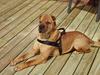 Shar pei Woody