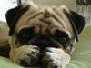 Mops Fiona