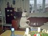 Bullterrier Bill