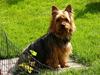 Australsk terrier malte