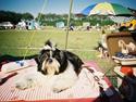 Shih tzu cacy