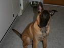 Malinois Cabby (Søholms Capone) * DØD *