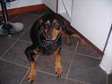 Dobermann sitta ( aflivet) :( rip