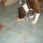 Blanding af racer tjokie